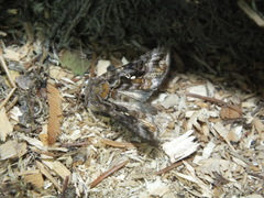 Autographa pulchrina