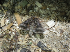 Autographa pulchrina