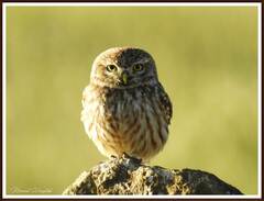 Athene noctua