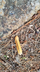Tenthredinoidea