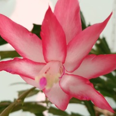 Schlumbergera truncata