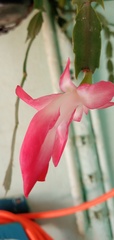 Schlumbergera truncata