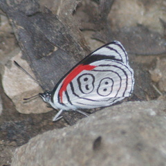 Diaethria anna