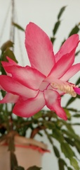 Schlumbergera truncata