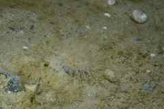 Sagartiogeton undatus