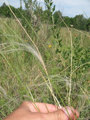 Stipa dasyphylla