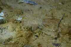 Sagartiogeton undatus