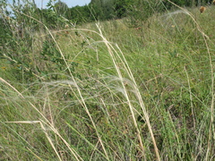 Stipa dasyphylla