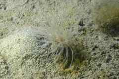 Sagartiogeton undatus