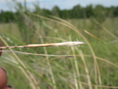 Stipa dasyphylla