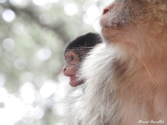 Macaca sylvanus