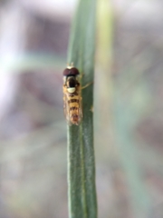 Allograpta exotica
