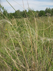 Stipa dasyphylla