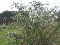 Buddleja davidii