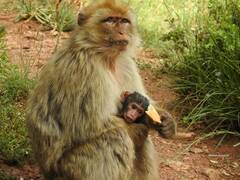 Macaca sylvanus