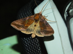 Autographa excelsa