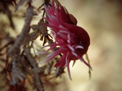 Okenia rosacea