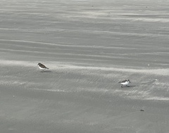 Charadrius semipalmatus