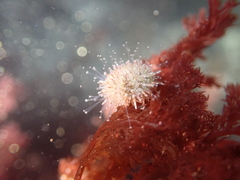 Strongylocentrotus purpuratus