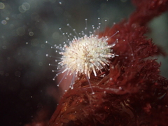 Strongylocentrotus purpuratus