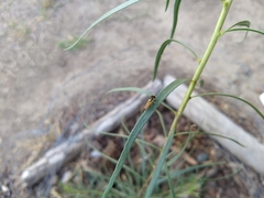 Allograpta exotica