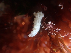 Aegires albopunctatus