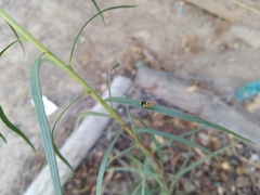 Allograpta exotica