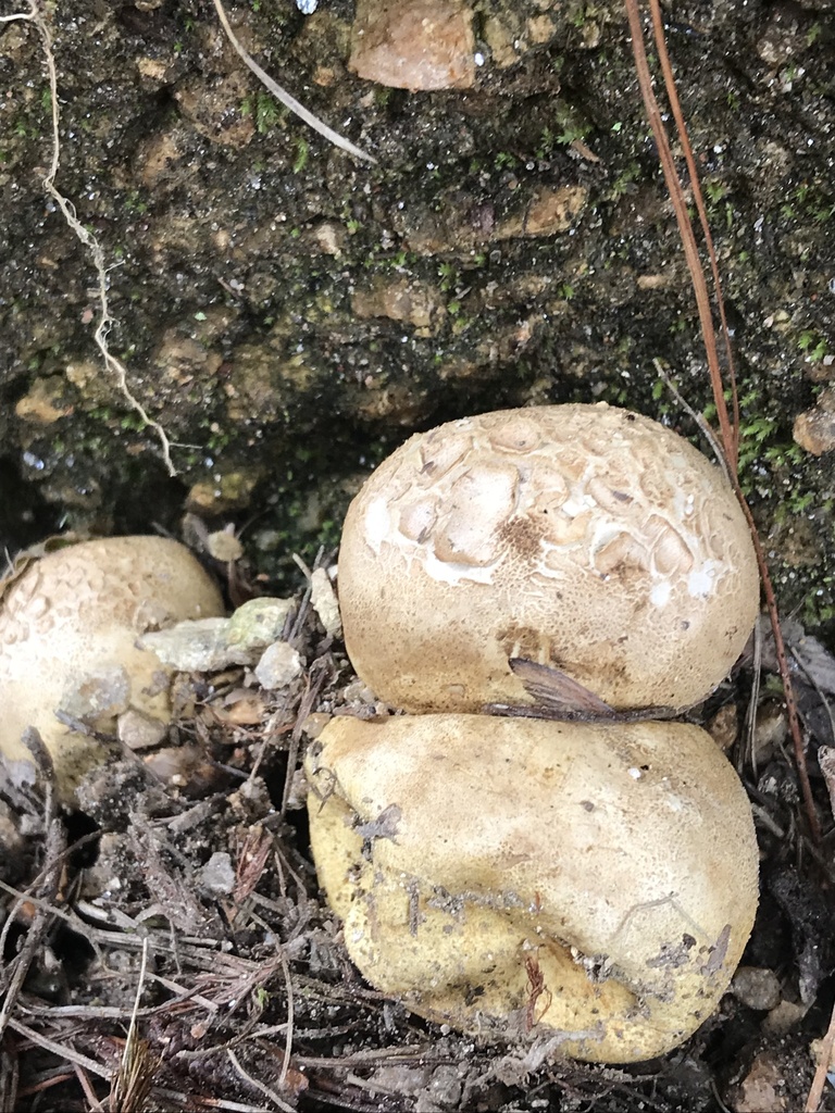 Scleroderma bovista · January 2023 · photo: © tutitah (iNaturalist, cc0)