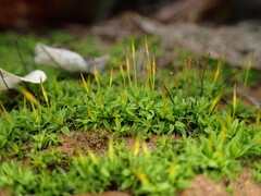 Tortula muralis muralis