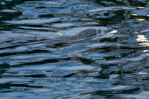 Atlantic Harbor Seal photographed in Rhode Island