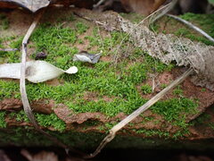 Tortula muralis muralis