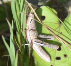 Schistocerca pallens