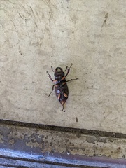 Lucanus capreolus