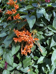 Pyrostegia