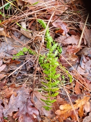 Filipendula vulgaris