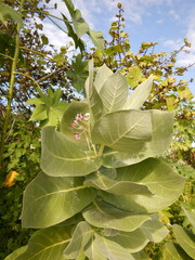 Calotropis procera