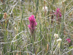 Castilleja lemmonii