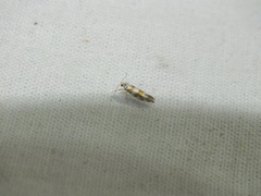 Argyresthia brockeella