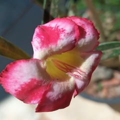 Adenium