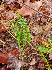 Filipendula vulgaris