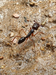 Odontomachus latidens