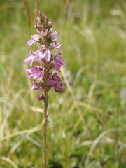 Pedicularis attollens