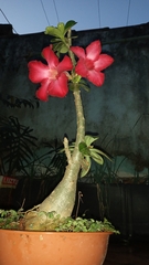 Adenium