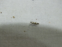 Argyresthia brockeella