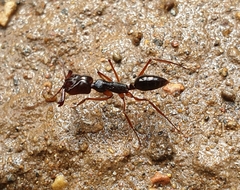 Odontomachus latidens