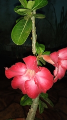 Adenium
