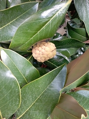 Magnolia grandiflora