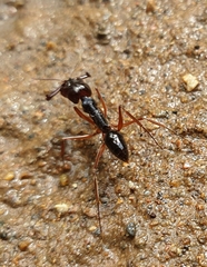 Odontomachus latidens