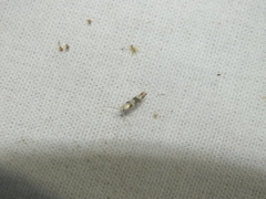 Argyresthia brockeella