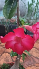 Adenium